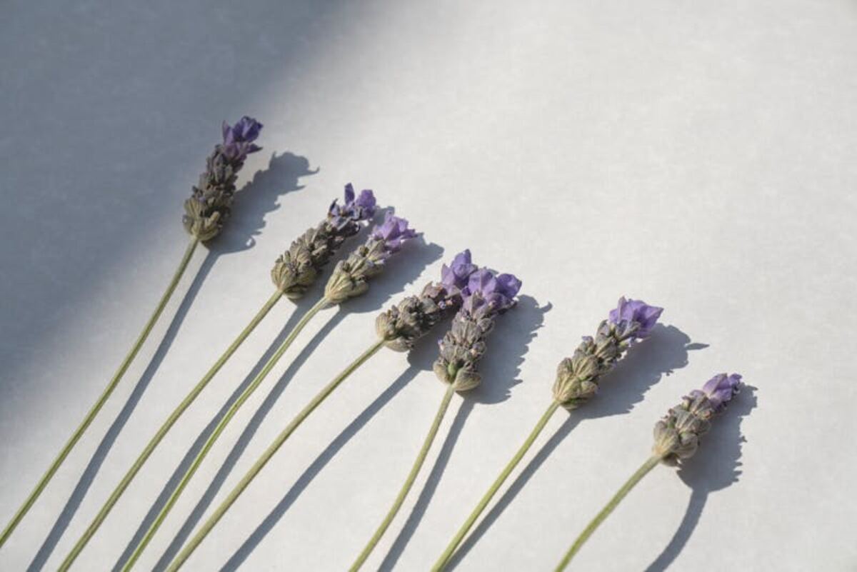 Fresh lavender stems laid out for essential oil extraction — the foundation of natural wellness